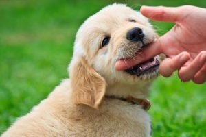 how to stop your puppy from biting