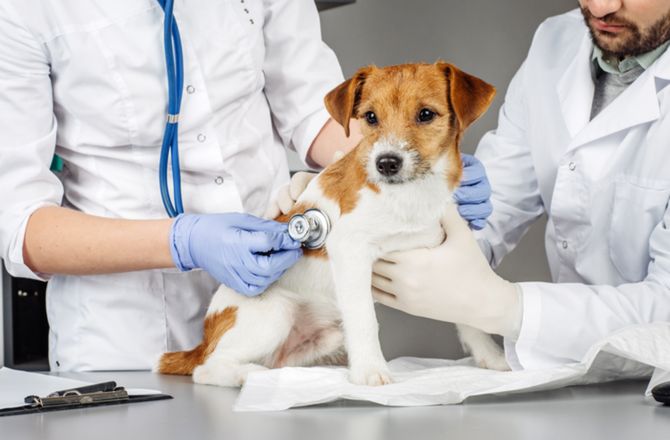 heartworm treatment in dogs