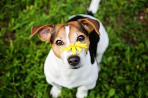 top 5 boredom busters for your dog