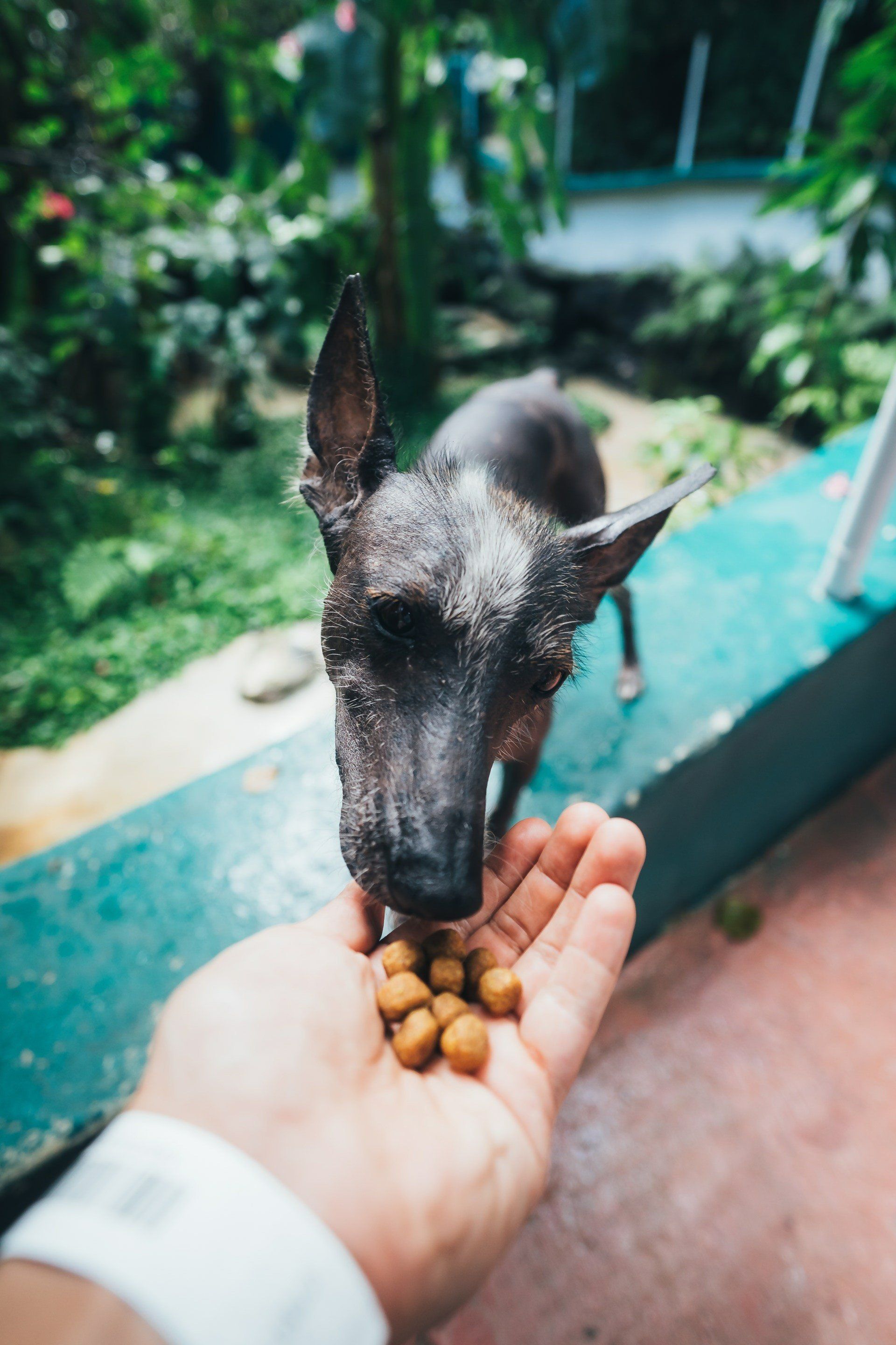 How to train a dog with food aggression