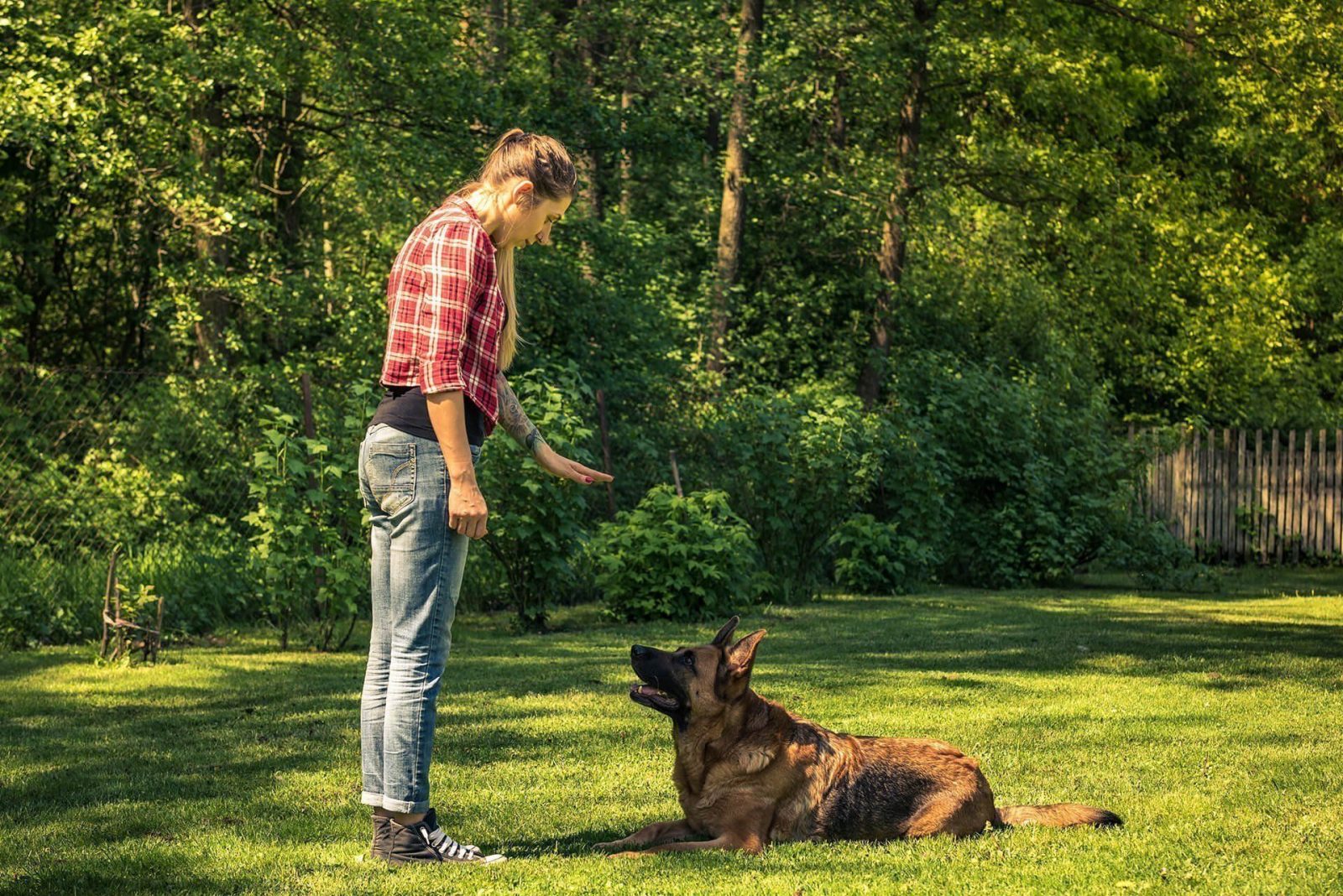 How to Select a Great good dog trainer