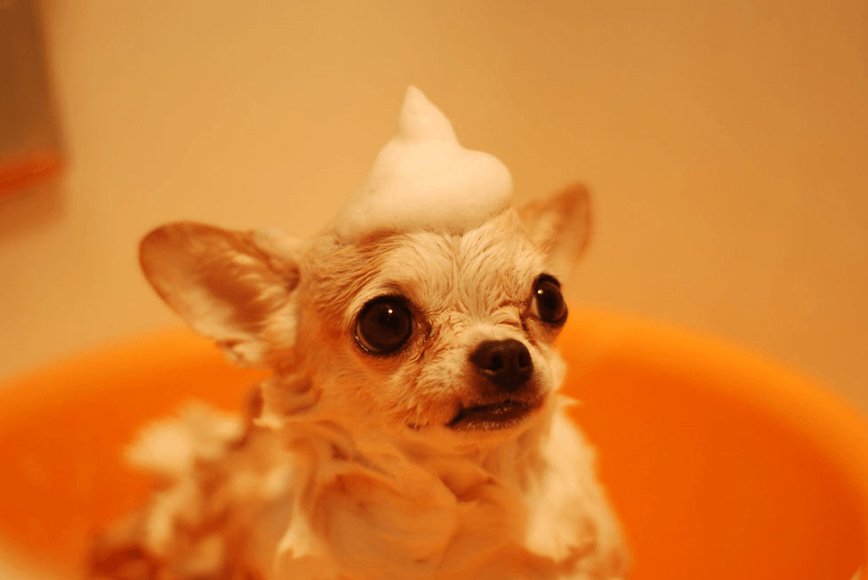 Beautiful Chihuahua sitting in a bathtub with shampoo on its head Bath Time – Stressful or Playful?