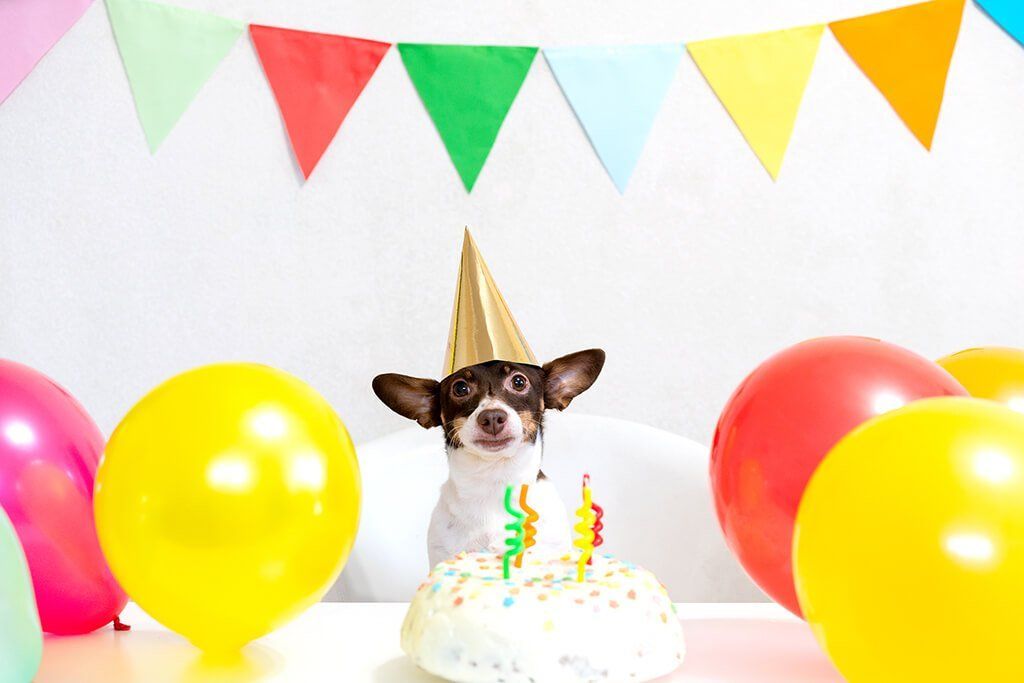 Dog in a birthday hat with a birthday cake in front of him Birthday Celebrations for Your Dog