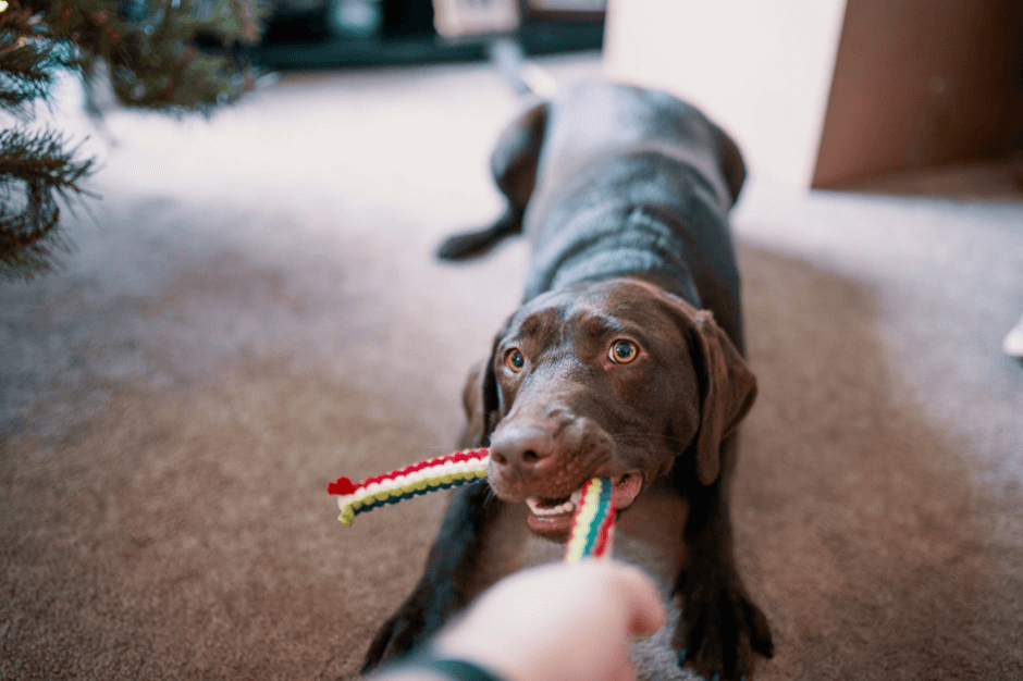 Ideas to Keep Your Dog Entertained
