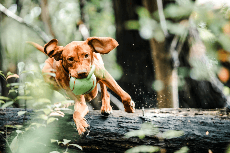 Why Playtime Is Crucial for Your Dog