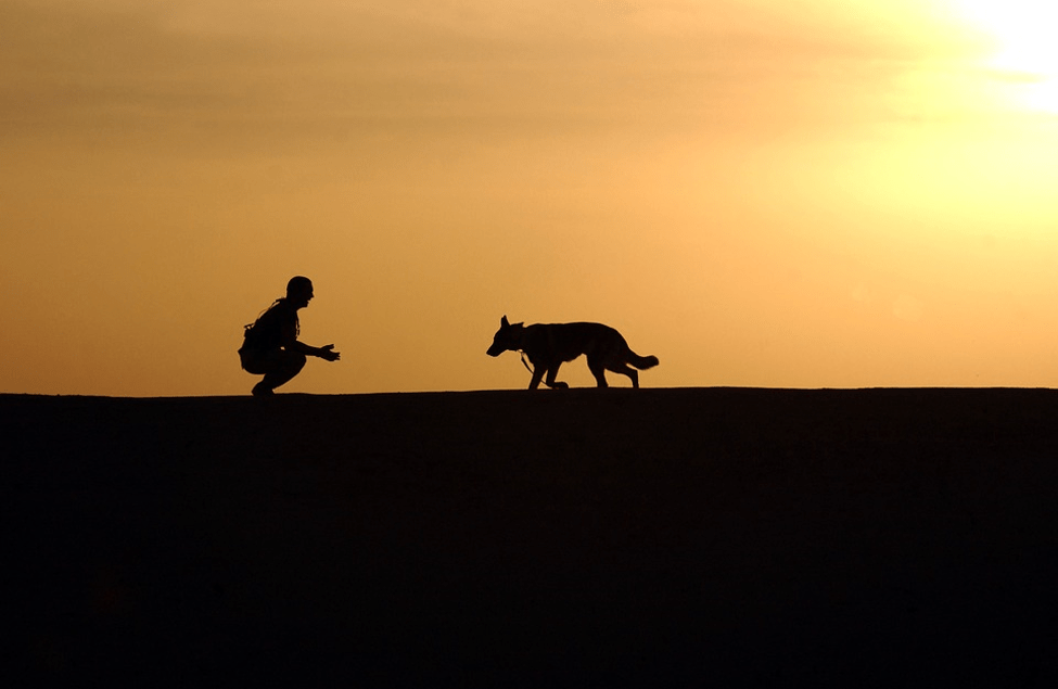 dog training Silhouettes of a dog and its trainer