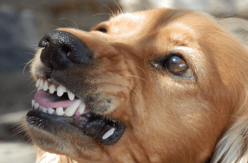 dog training A dog showing its teeth