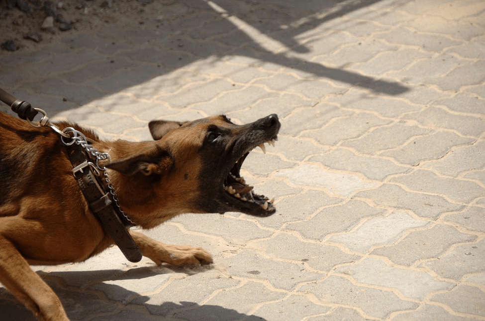 An aggressive dog training