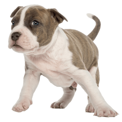 A boxer puppy kc dawgz