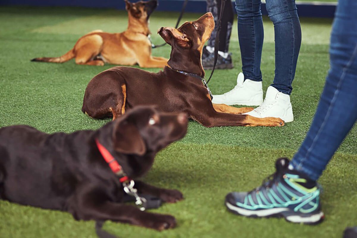 Behavior modification Program Dog KC Dawgz