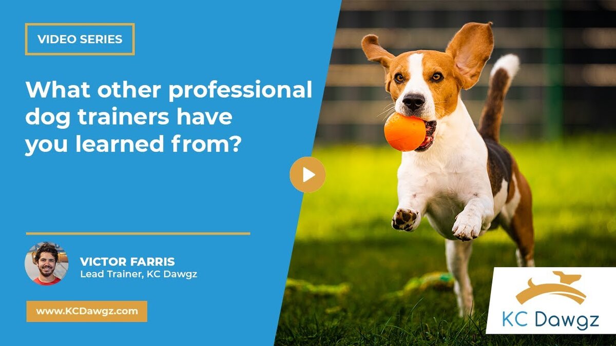 professional dog trainers