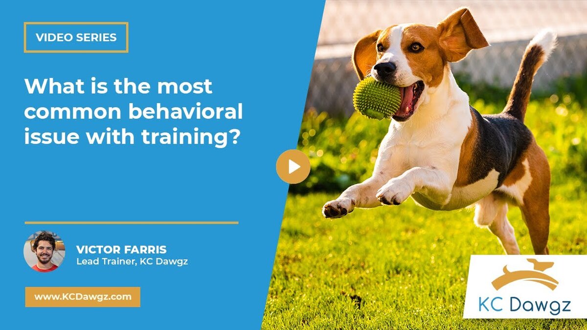 behavioral issues during training