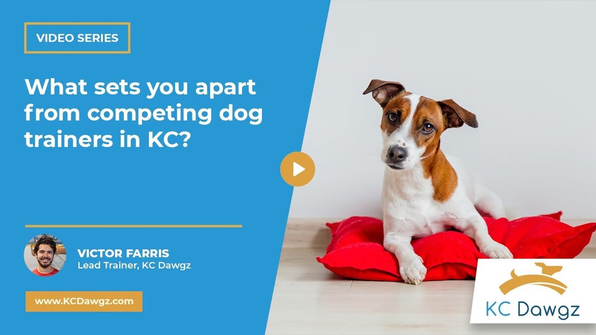competing dog trainers in KC