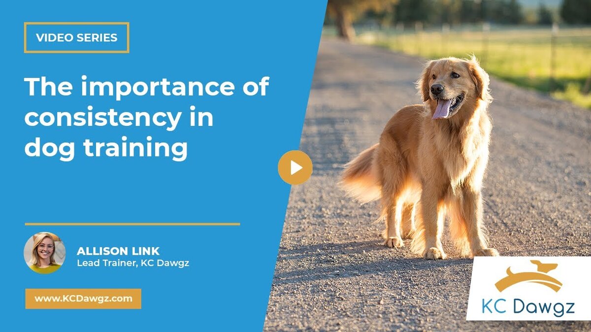 consistency in dog training