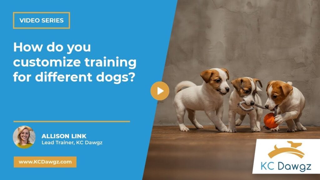 customize your dog training programs