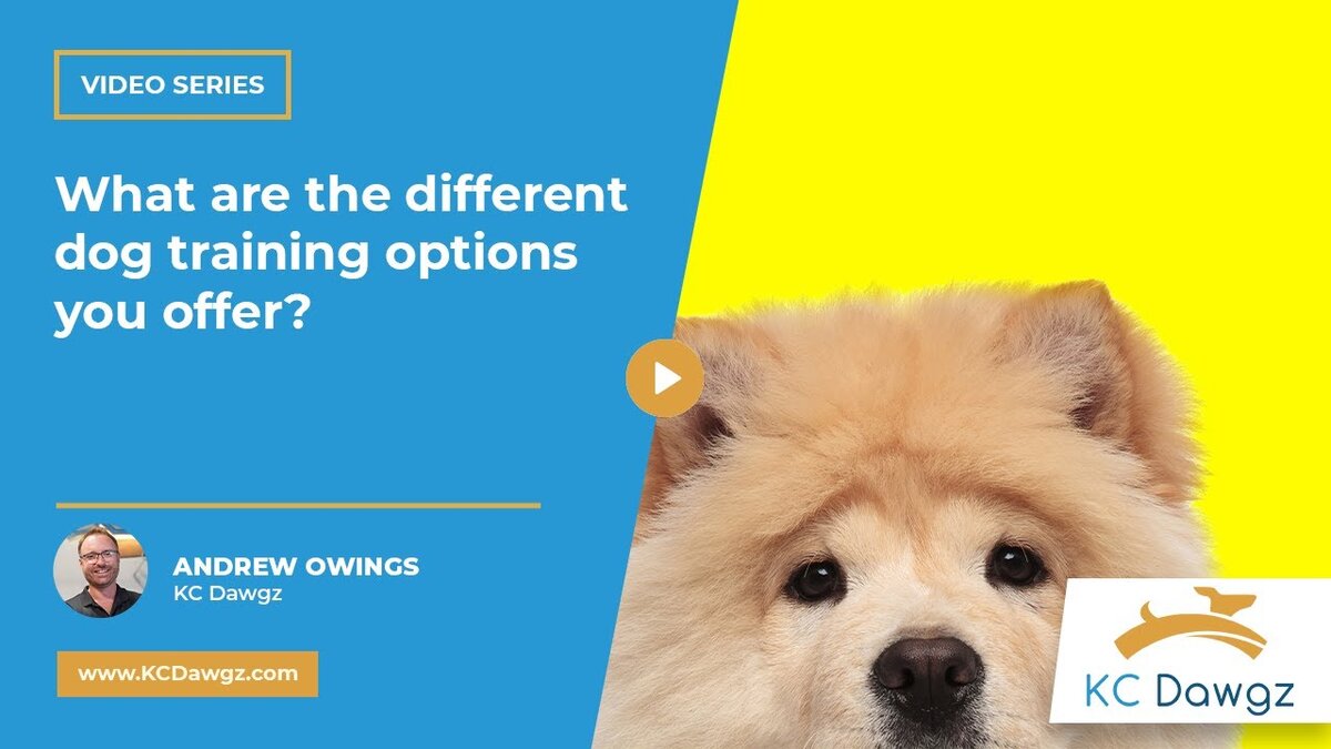 different dog training options