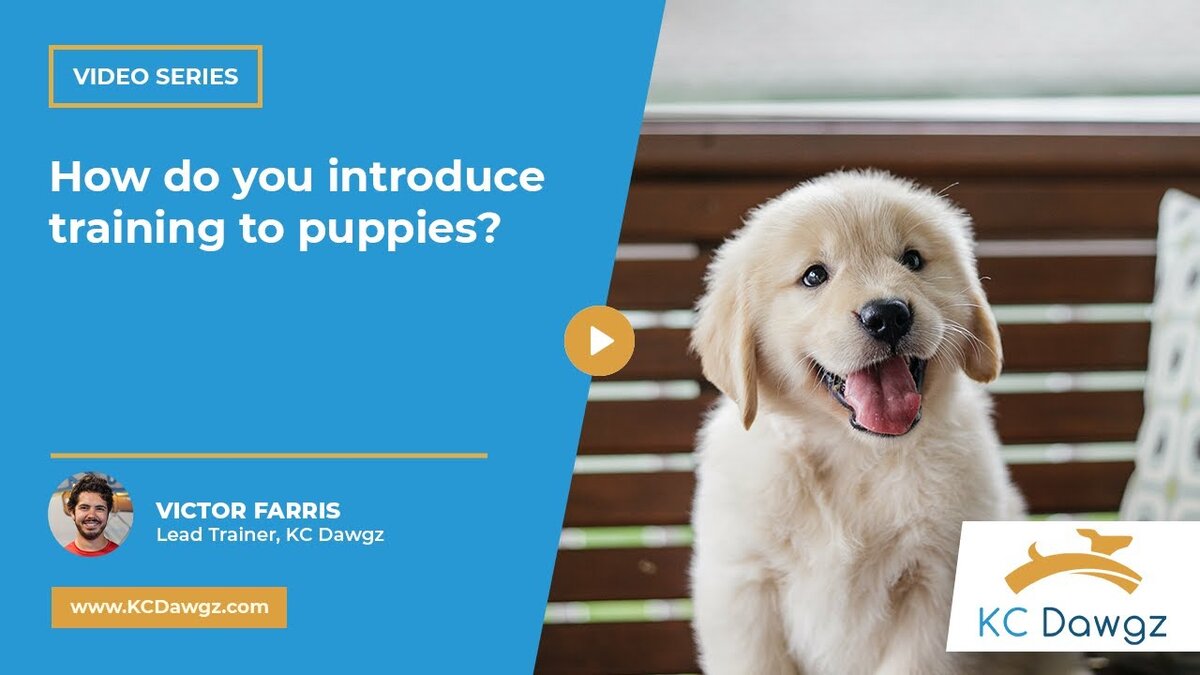 introduce training to puppies