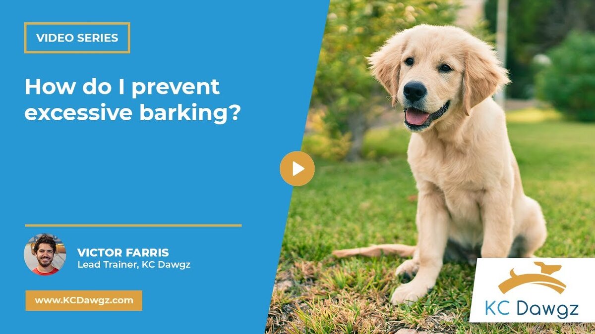 prevent excessive barking