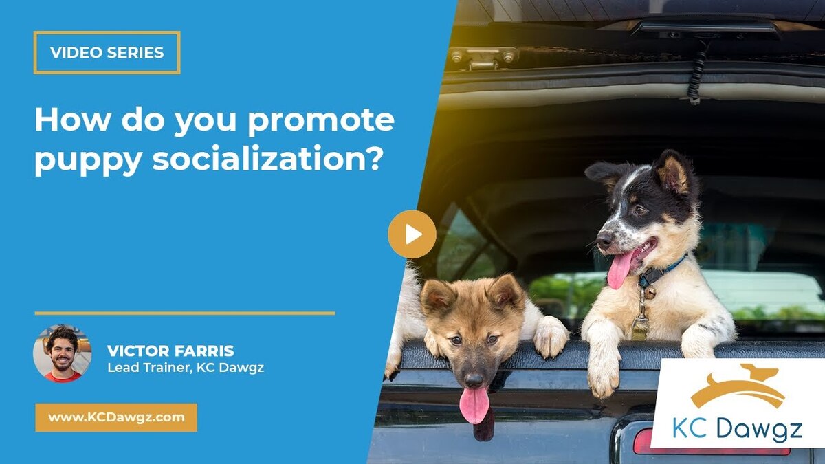 promote puppy socialization