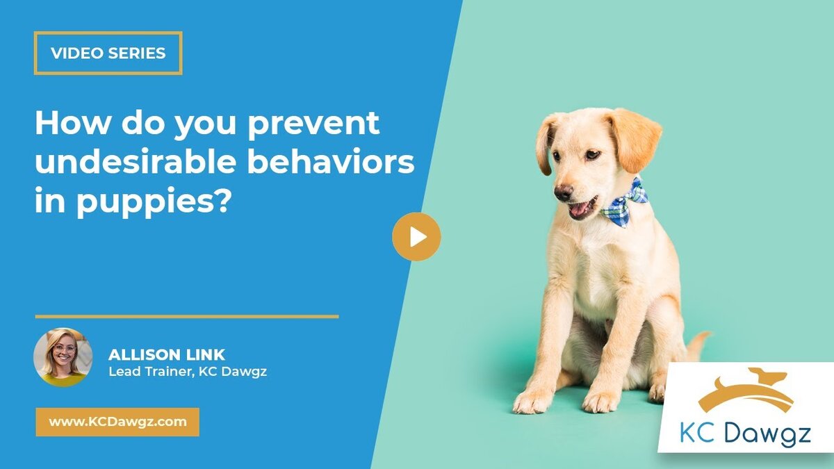 prevent undesirable behaviors in puppies