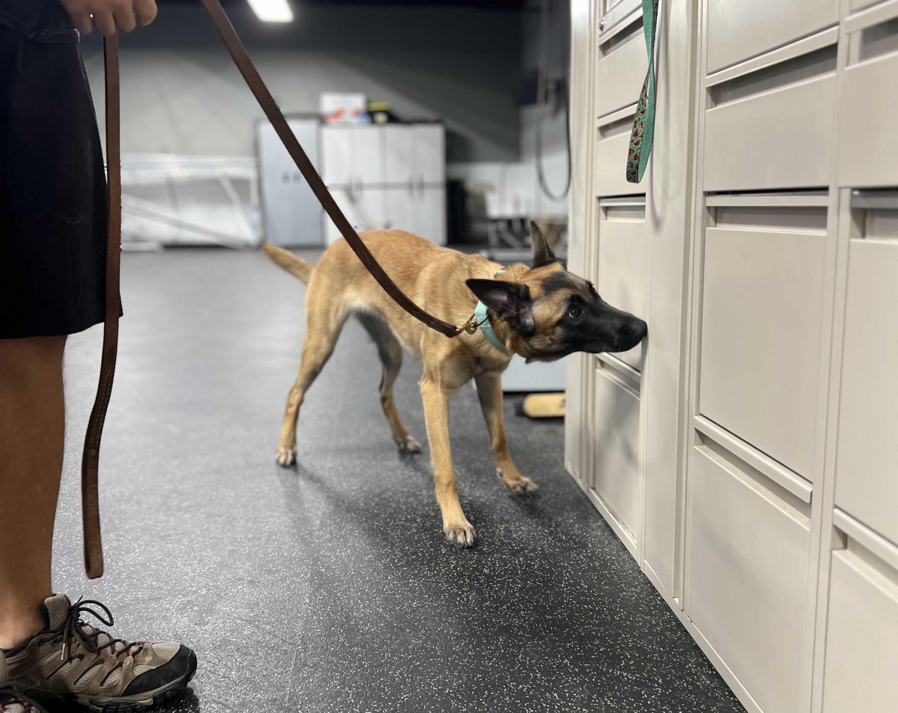 Scent Work Class