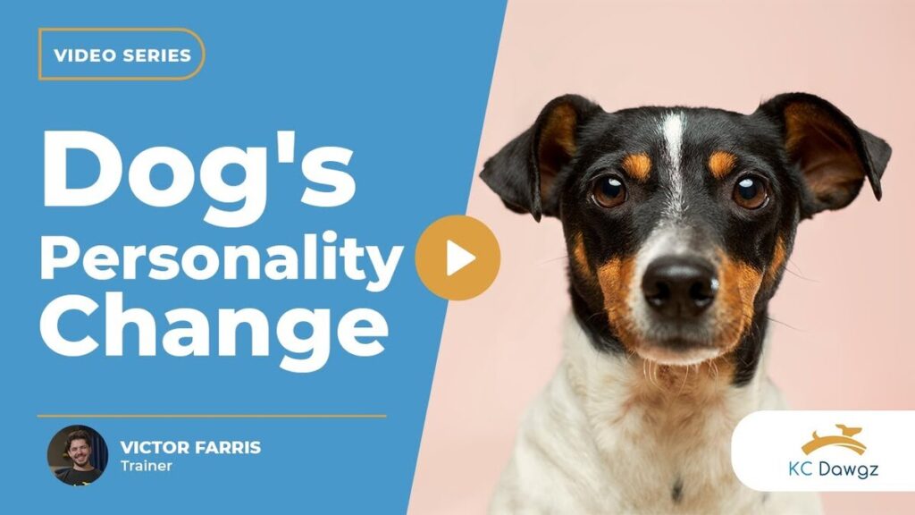 dog's personality change after board