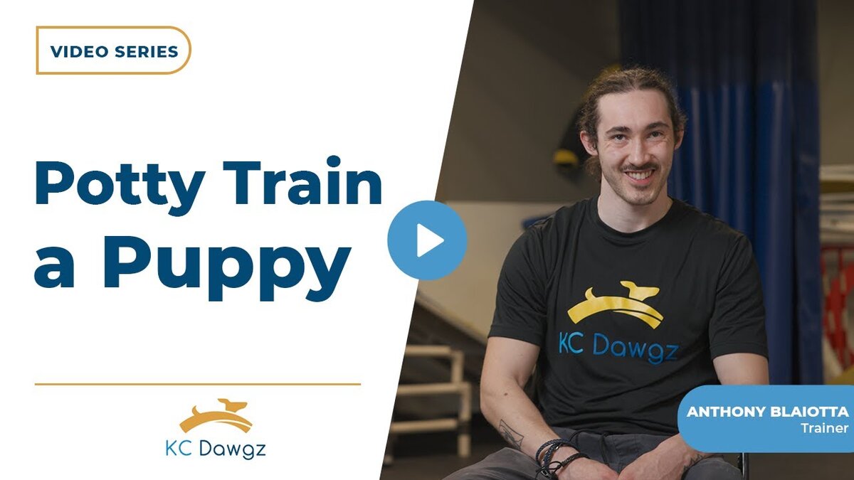 potty train a puppy