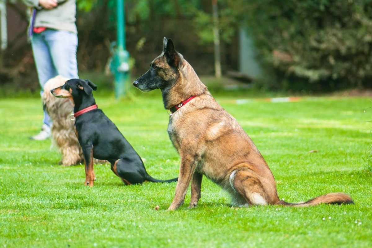 Dog Training Expert Raise and Train
