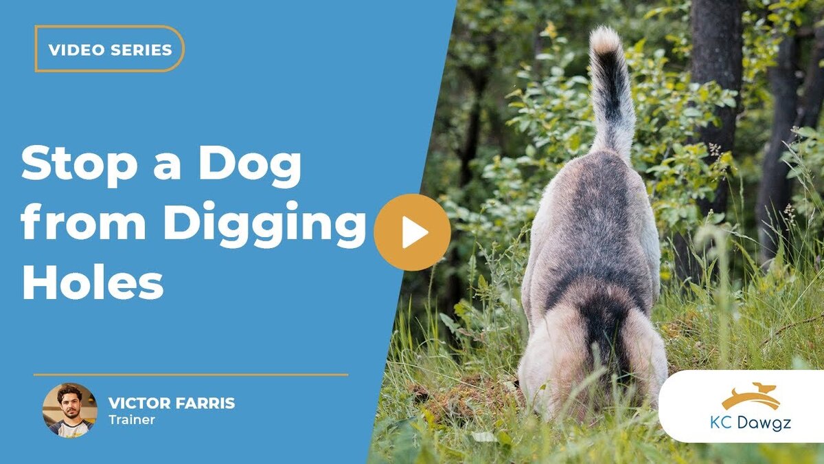 stop a dog from digging holes