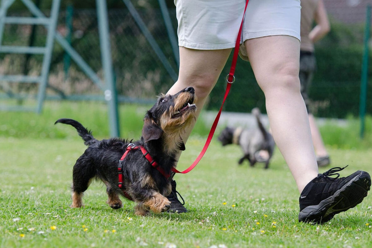 Puppy Training in Gladstone