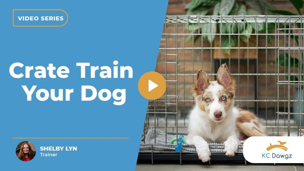 crate train your dog