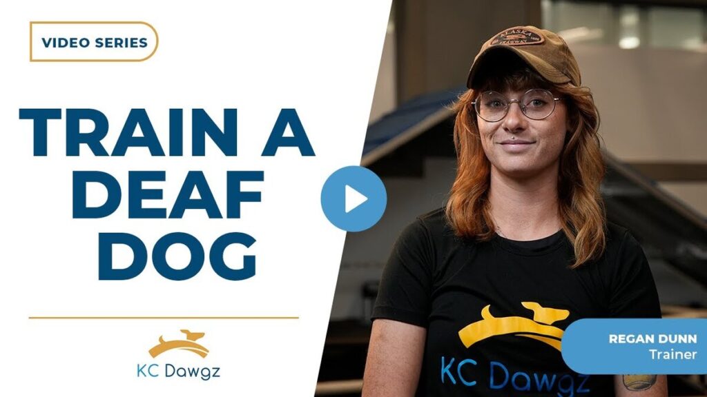 train a deaf dog