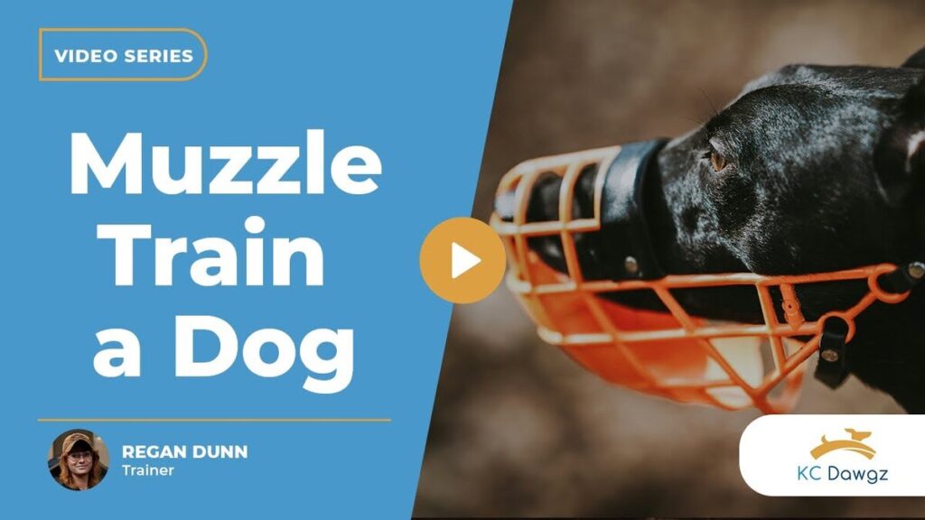 muzzle train a dog