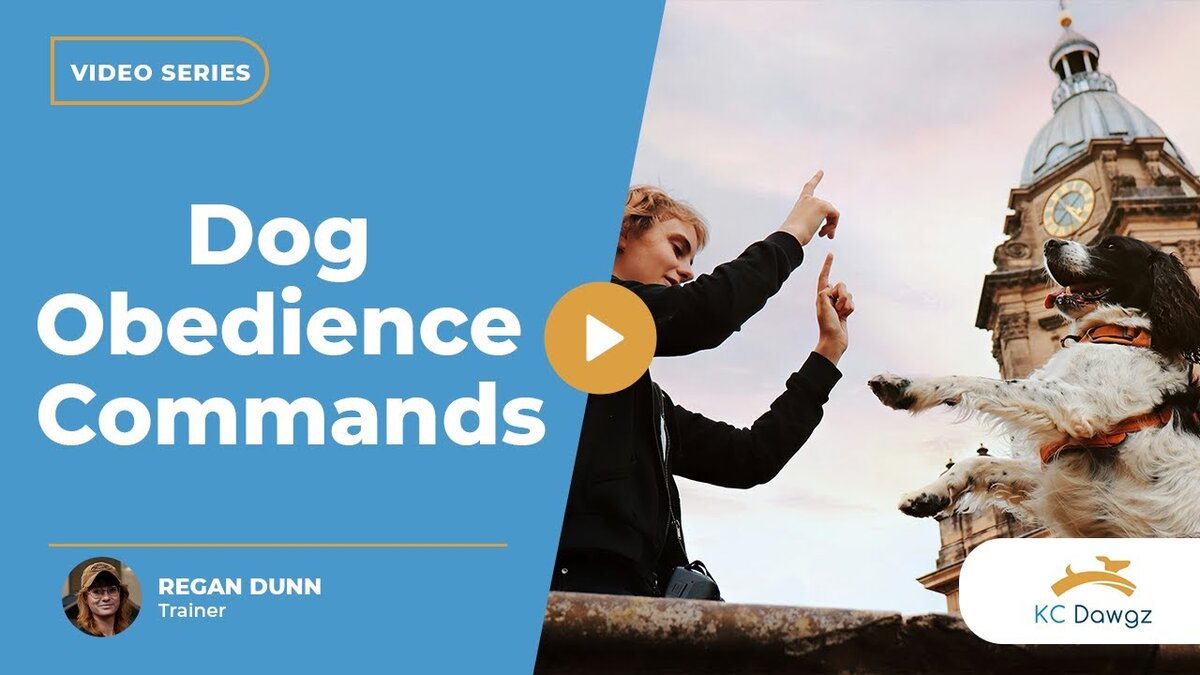 dog obedience commands