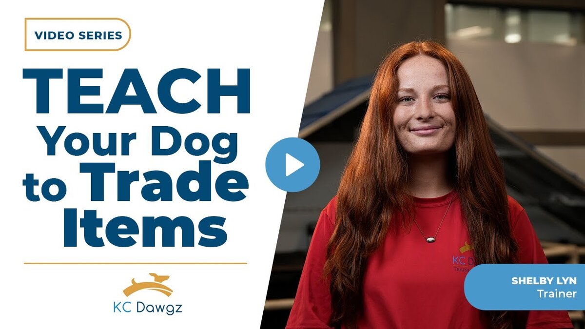 teach your dog to trade items