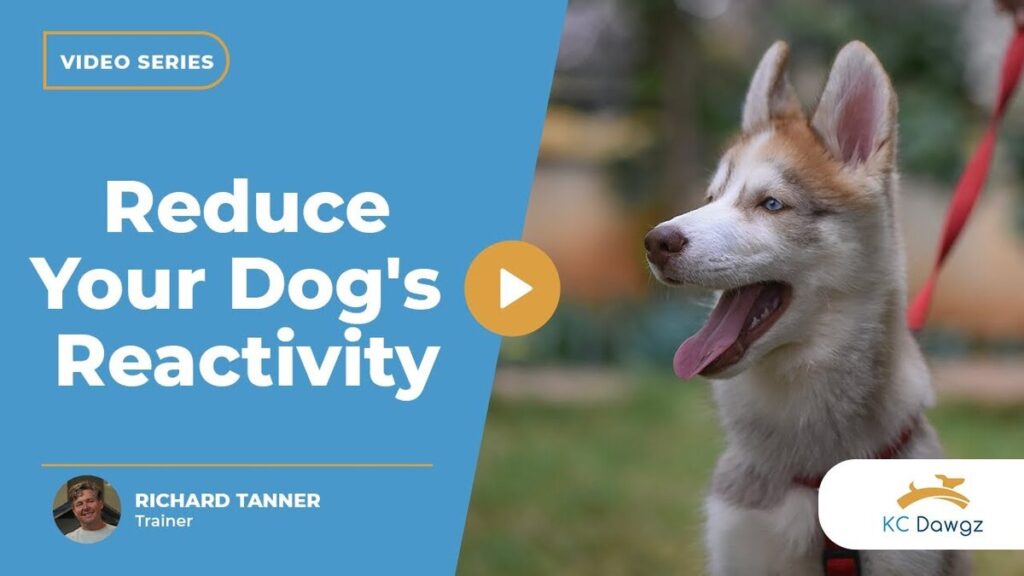 reduce your dog's reactivity