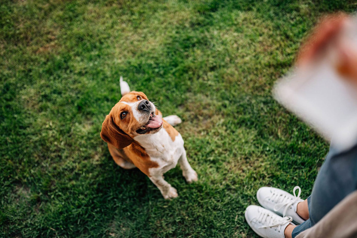 Private Training sessions are personalized for your dog’s unique needs