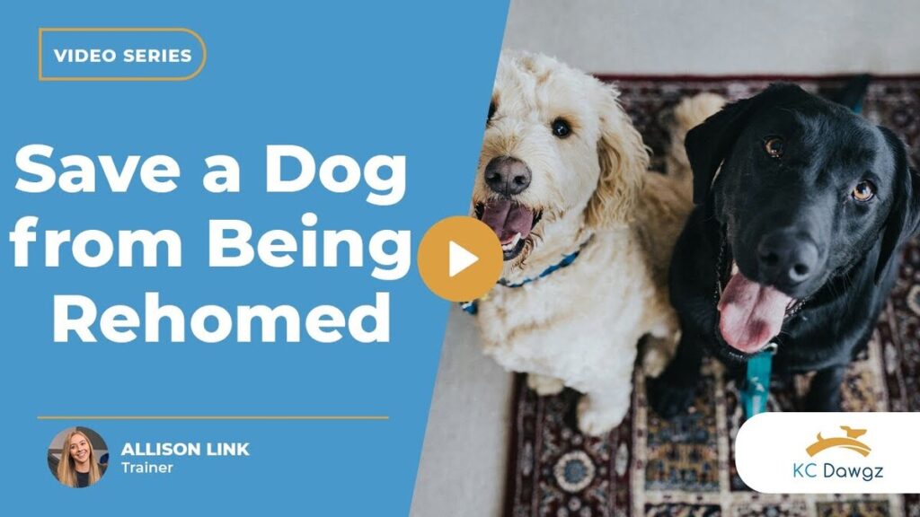 save a dog from being rehomed