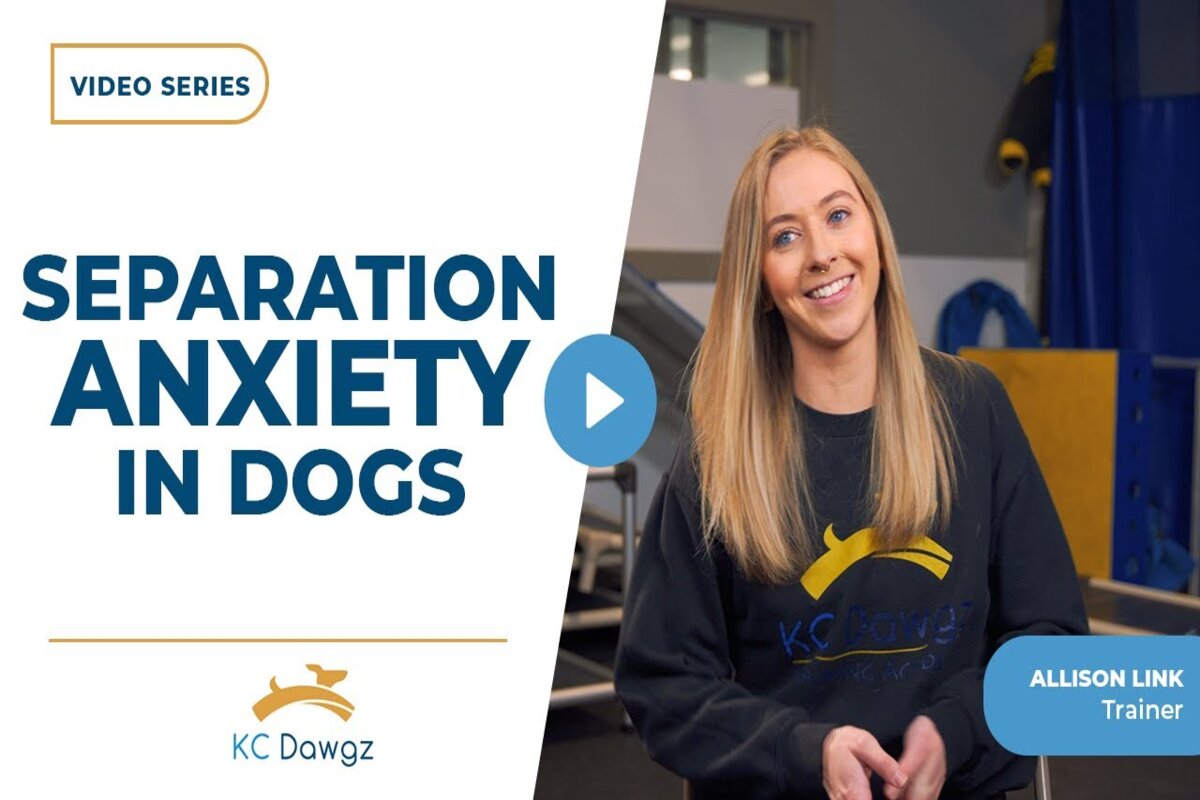 separation anxiety in dogs