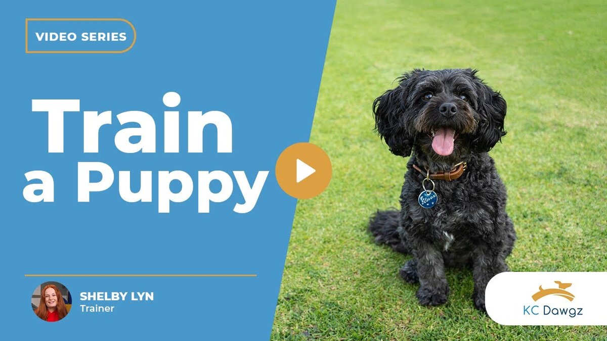 train a puppy with treats