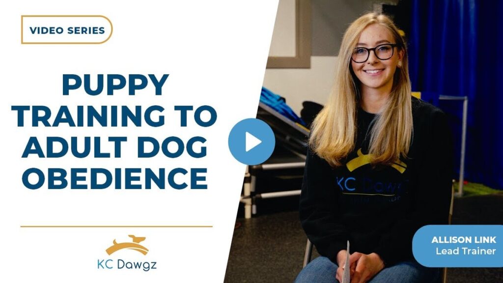 puppy training to adult dog obedience
