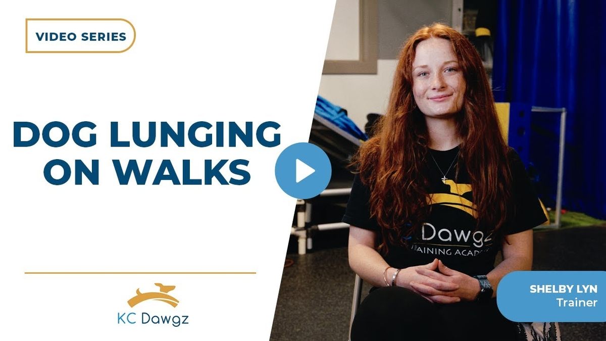 dog lunging on walks