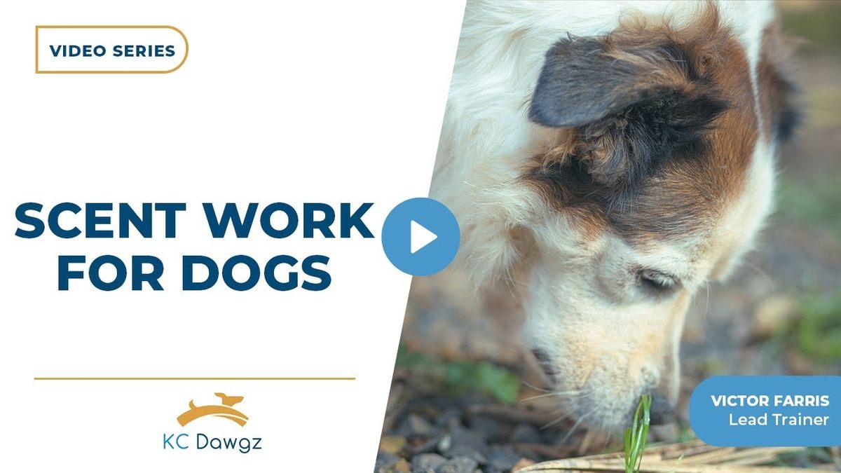 scent work for dogs