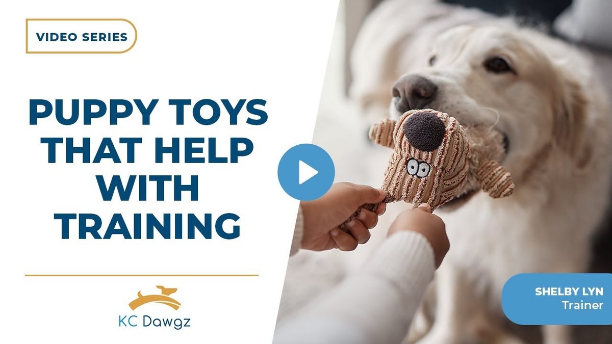 puppy toys that help with training