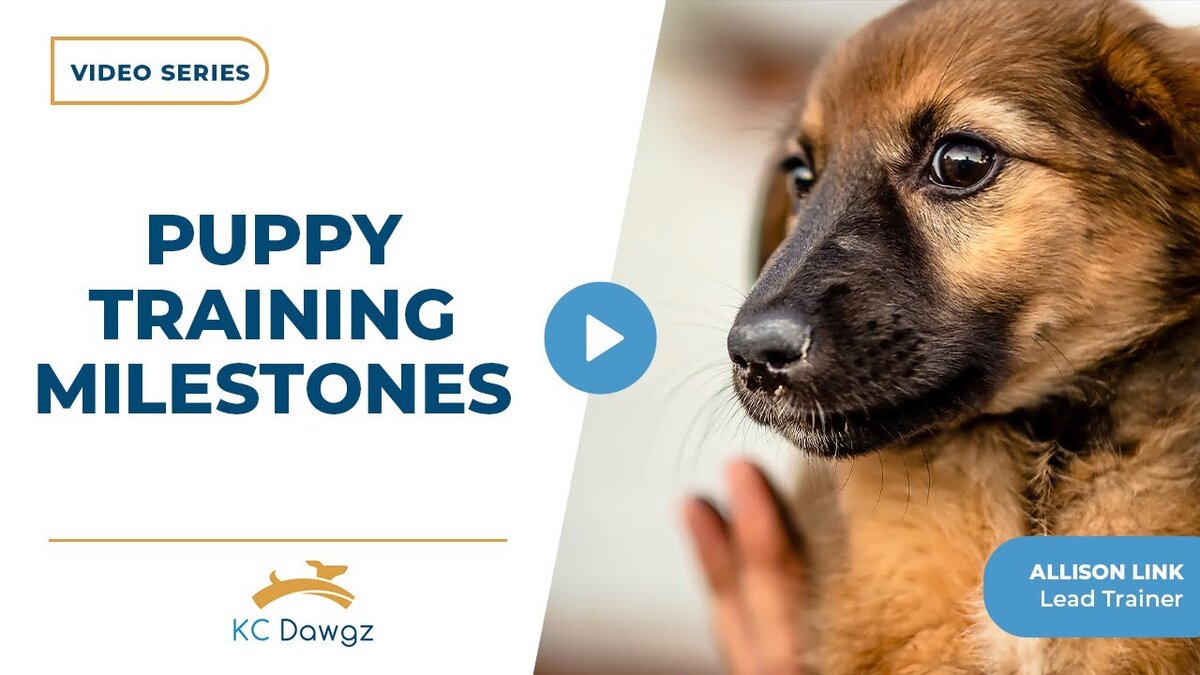 key puppy training milestones to know