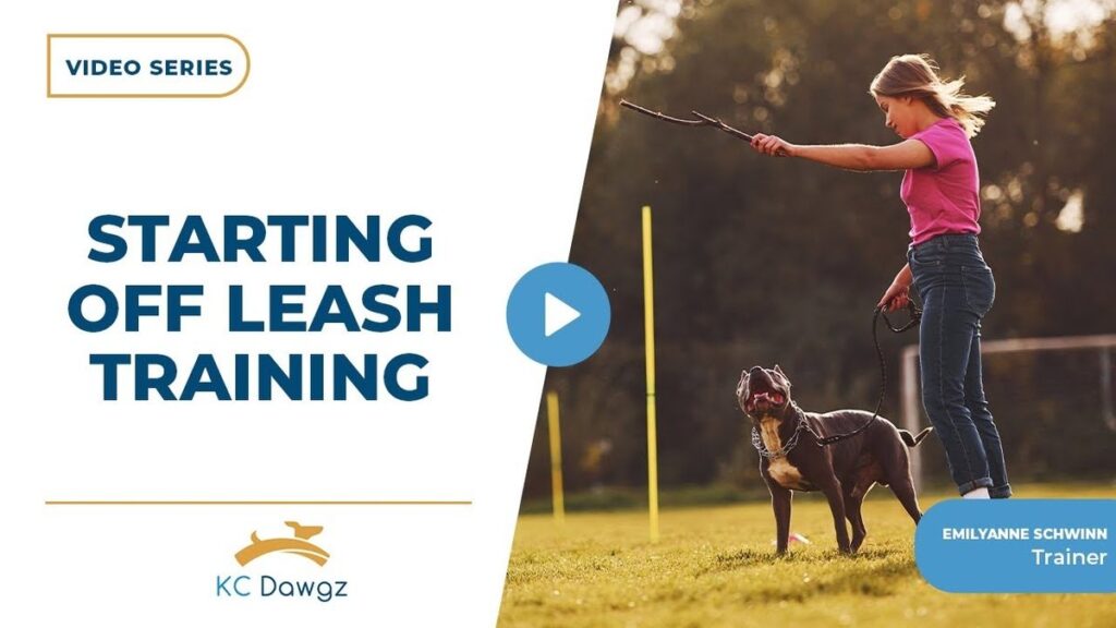 starting off leash training
