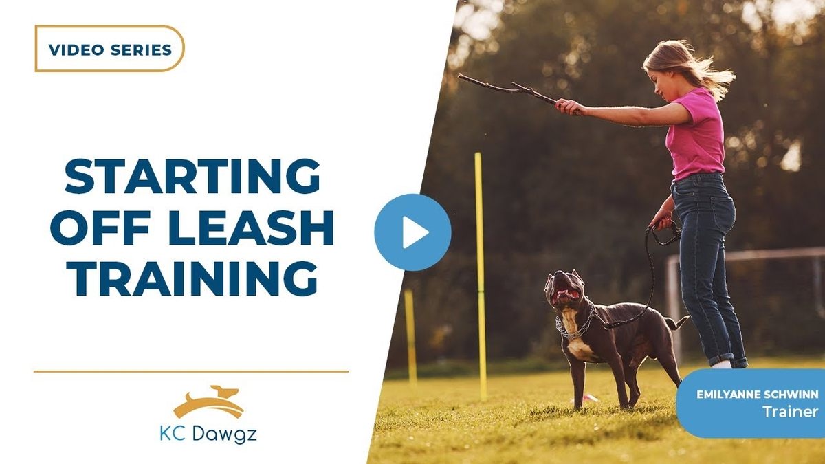 starting off leash training
