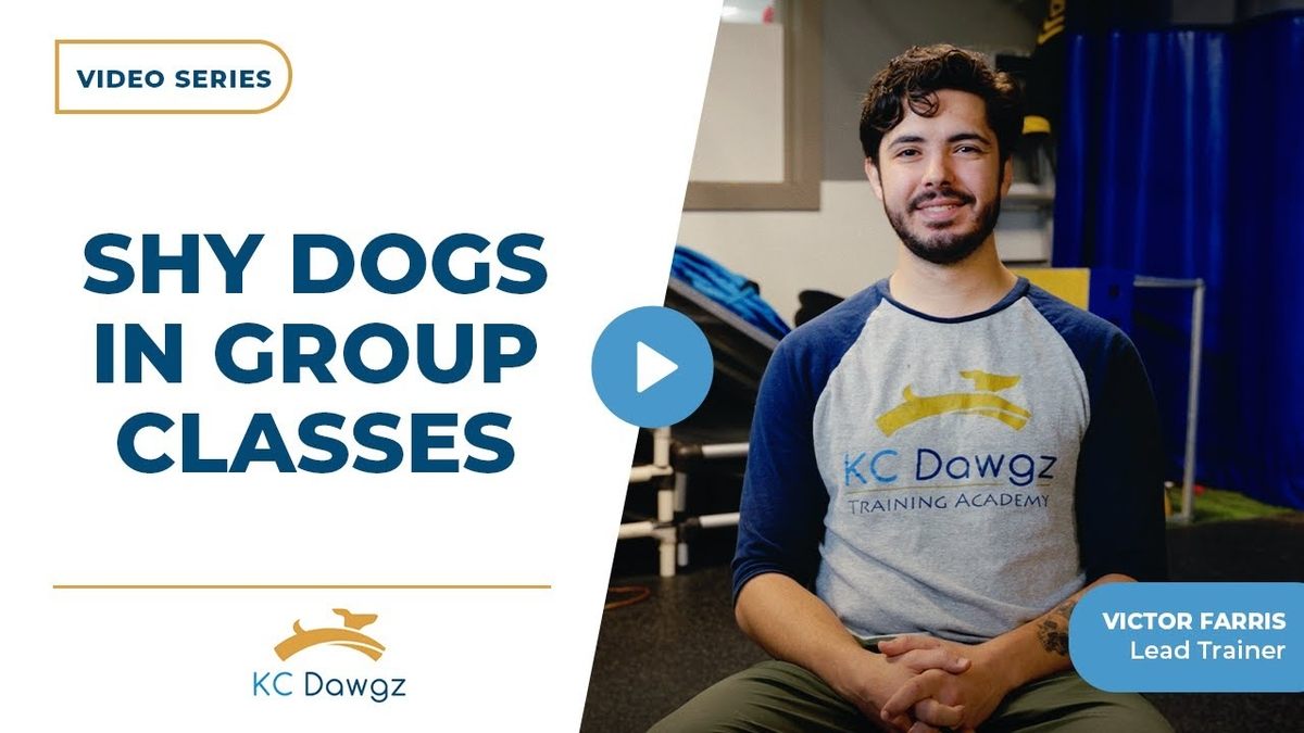shy dogs in group classes