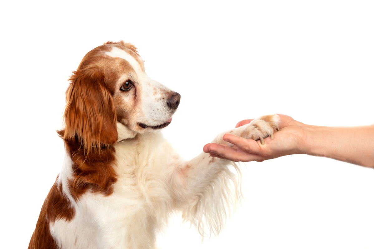 dog training hand signals
