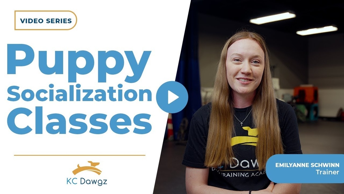puppy socialization classes